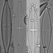 Stauroneis anceps - Photo (c) Lane Allen,  זכויות יוצרים חלקיות (CC BY-NC), הועלה על ידי Lane Allen