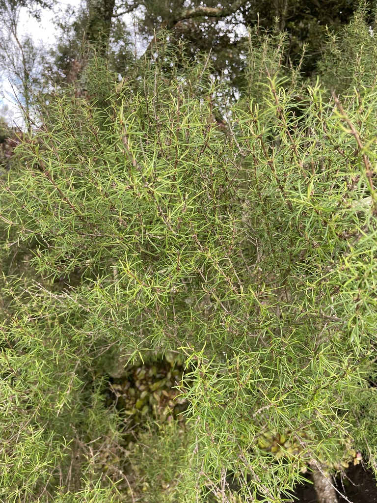 Olearia lineata from South Island / Te Waipounamu, Tokanui, Southland ...