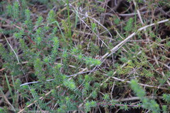 Aspalathus retroflexa