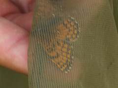 Melitaea parthenoides