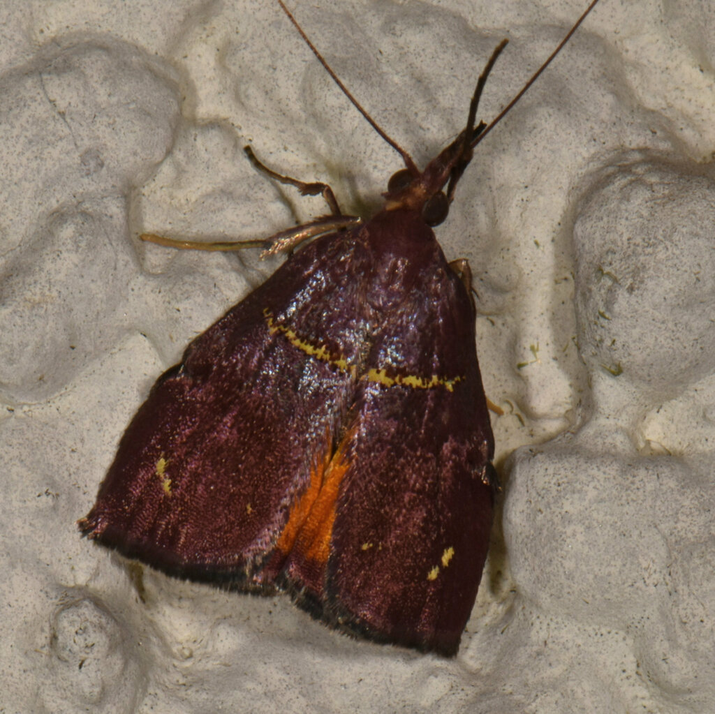 Nachaba flavisparsalis