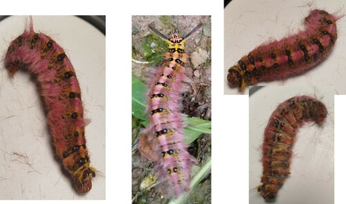 Trabala pallida