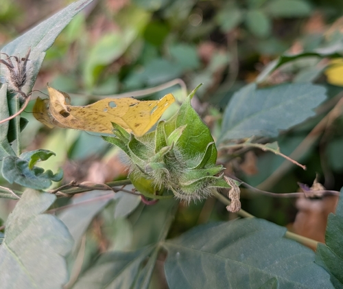 Image of Ipomoea meyeri by (c) Alan Prather, some rights reserved (CC BY)