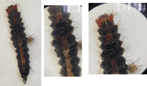 Orvasca subnotata