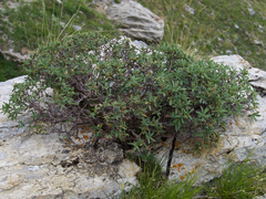 Daphne alpina