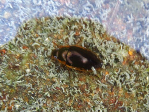 Water Scavenger Beetle