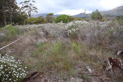 Aspalathus retroflexa