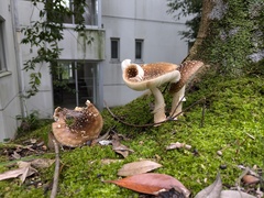 イボテングタケ