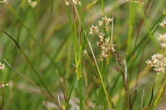 Juncus acutiflorus