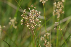 Juncus acutiflorus