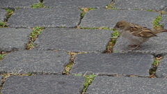 Passer domesticus