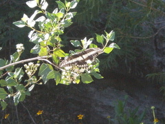 Papilio ornythion ornythion