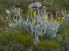 Hieracium tomentosum