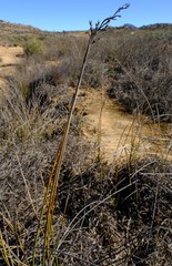 Pseudoschoenus inanis