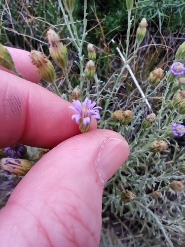 Image of Vittadinia gracilis by (c) Sigourney Juneau, some rights reserved (CC BY)