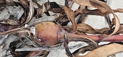 Gnorimoschema salinaris gall