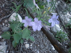 Ruellia occidentalis