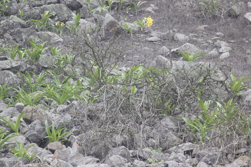 Image of Ismene amancaes by no rights reserved