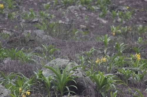 Image of Ismene amancaes by no rights reserved
