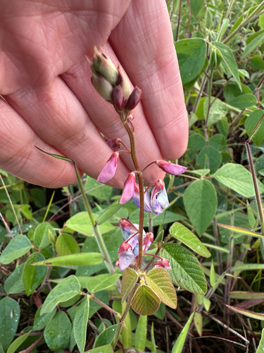 Image of Desmodium intortum by (c) Nick T., some rights reserved (CC BY-SA)