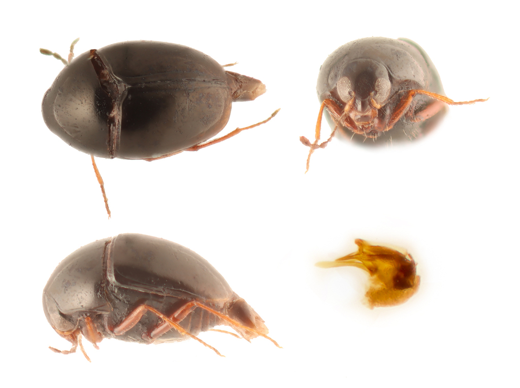 Baeocera nana