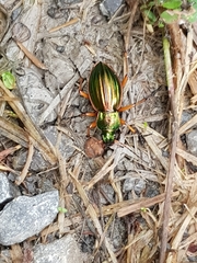 Carabus auratus