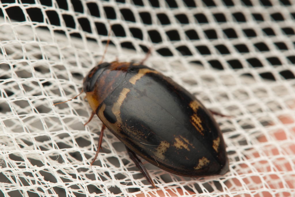 Hydaticus suffusus