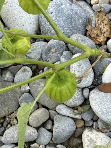 Image of Physalis philadelphica by (c) Andrea Villarreal Rodríguez, some rights reserved (CC BY)