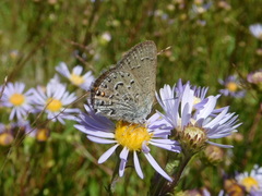 Satyrium behrii