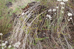 Metalasia pulchella