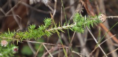 Metalasia pulchella
