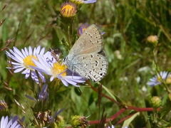 Satyrium behrii