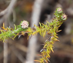 Metalasia pulchella