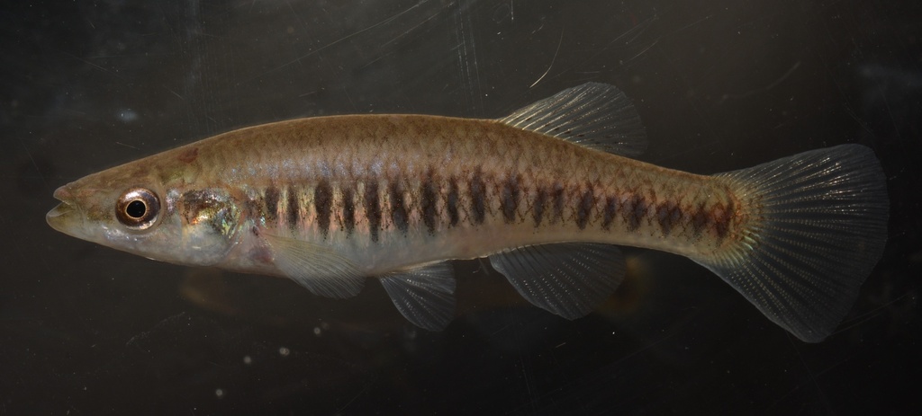 Banded Killifish × Blackstripe Topminnow