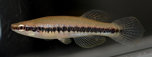 Blackstripe Topminnow