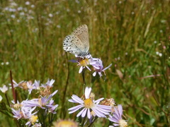 Satyrium behrii