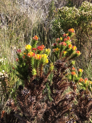 Beard Capegorse (Aspalathus barbata)