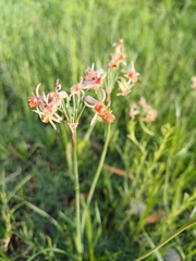 Tulbaghia leucantha, photograph (c) Peter Le Roux, some rights reserved (CC BY)