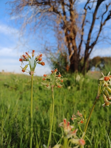Tulbaghia leucantha, photograph 6