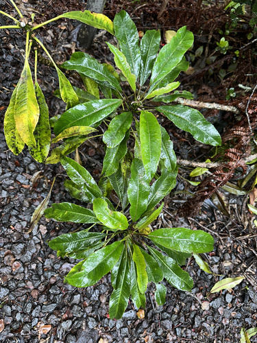 Image of Clermontia parviflora by (c) Nick T., some rights reserved (CC BY-SA)