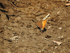 Marpesia harmonia
