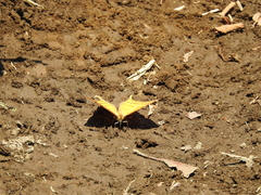 Marpesia harmonia