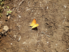 Marpesia harmonia