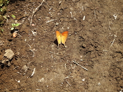 Marpesia harmonia