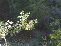 Papilio ornythion ornythion