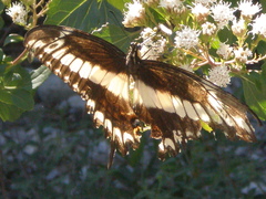 Papilio ornythion ornythion
