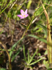 Phemeranthus rugospermus