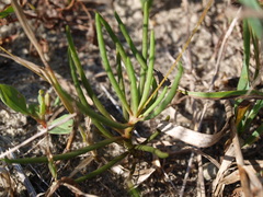 Phemeranthus rugospermus