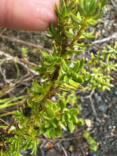 Image of Coprosma ernodeoides by (c) Nick T., some rights reserved (CC BY-SA)
