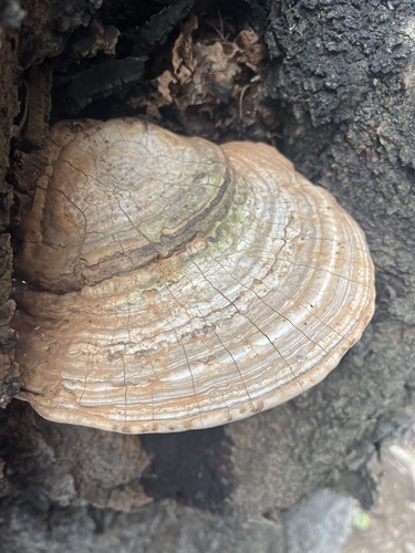 Ganoderma applanatum